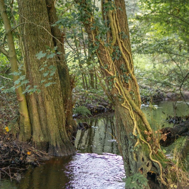 Naturbild mit Wasser