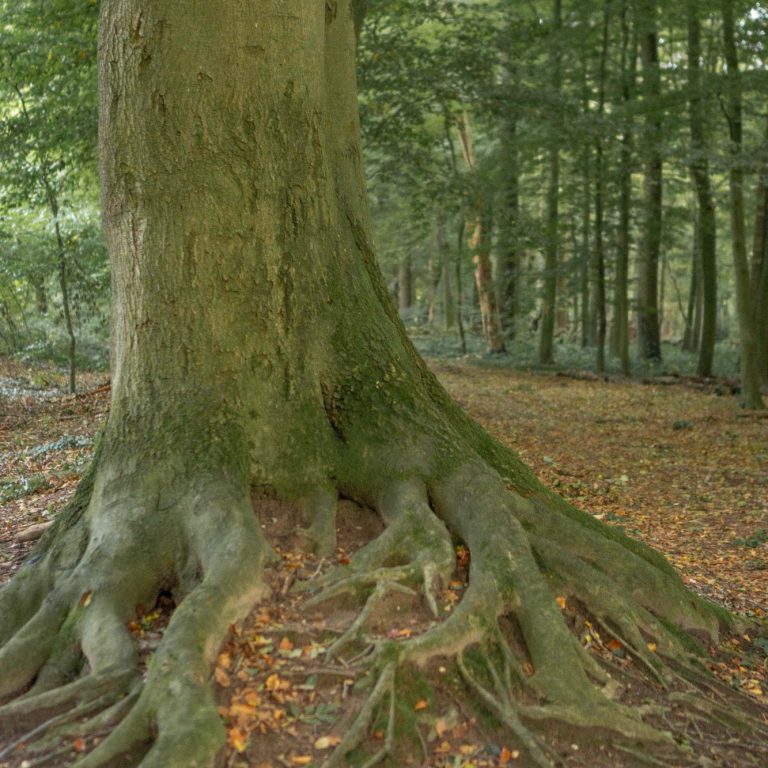 Baumwurzel im Wald